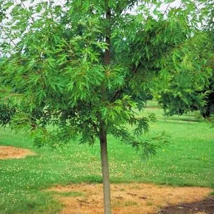 thumbnail for publication: Acer saccharinum 'Skinneri': 'Skinneri' Silver Maple